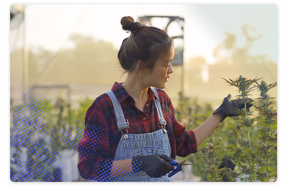 Cannabis Cultivation and Farming business employee Image
