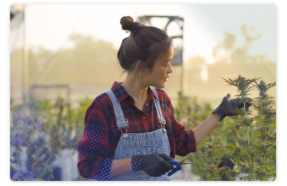 Payroll for Cannabis Cultivators Stock Image