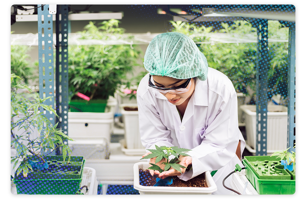Payroll for Cannabis Manufacturing Stock Image