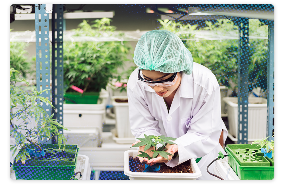 Payroll for Cannabis Manufacturing Image Payroll for Cannabis Manufacturing Image