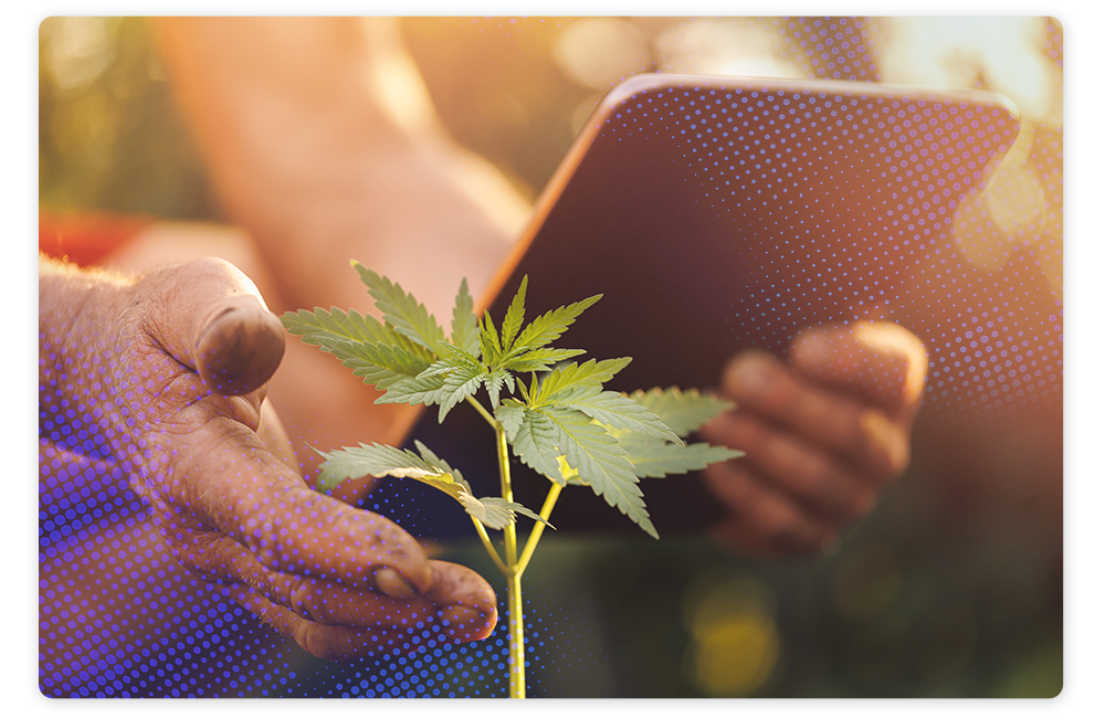 Payroll Software to Help Cannabis Businesses Grow Image Analogy