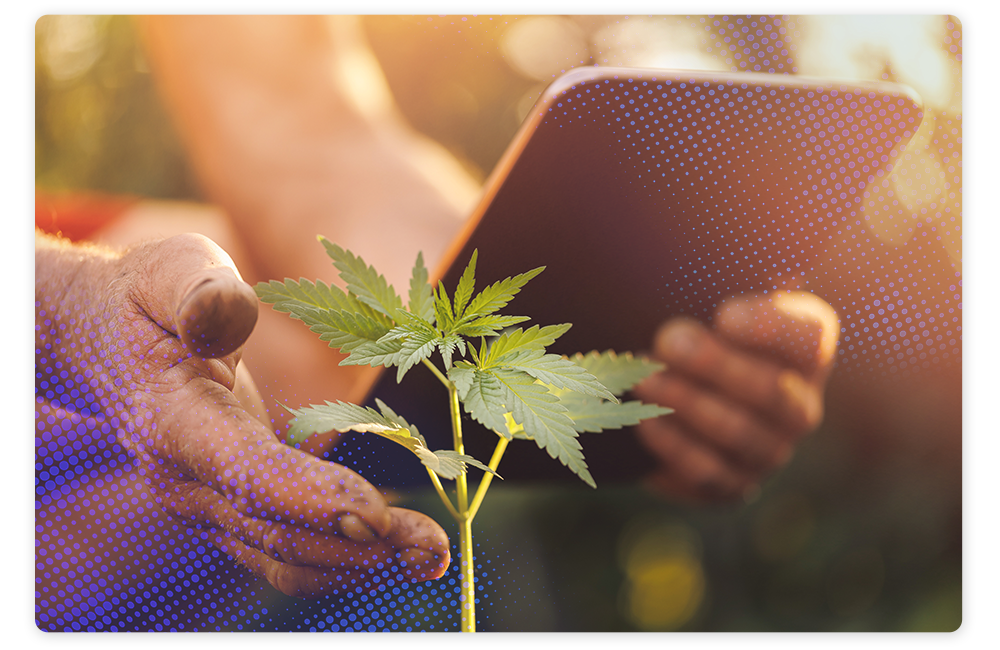 Payroll Software to Help Cannabis Businesses Grow Image Analogy